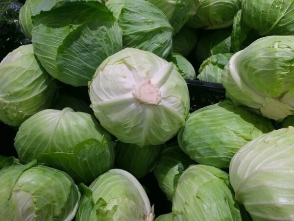 cabbage, water drops, fresh-1666765.jpg