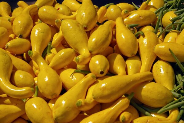 yellow squash, yellow, crookneck-3901440.jpg