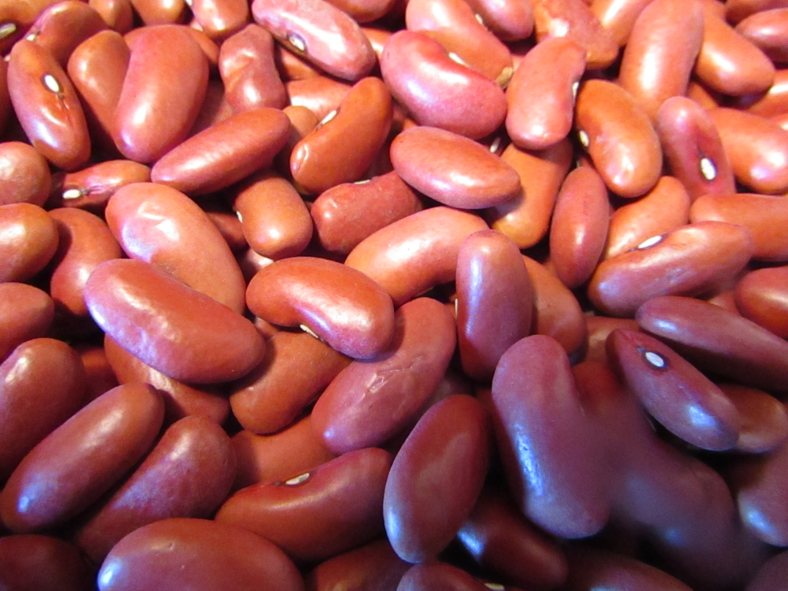 Dry Light Red Kidney Beans 32 oz Bag